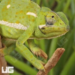 Flap-Necked Chameleons (Chamaeleo dilepis) For Sale - Underground Reptiles