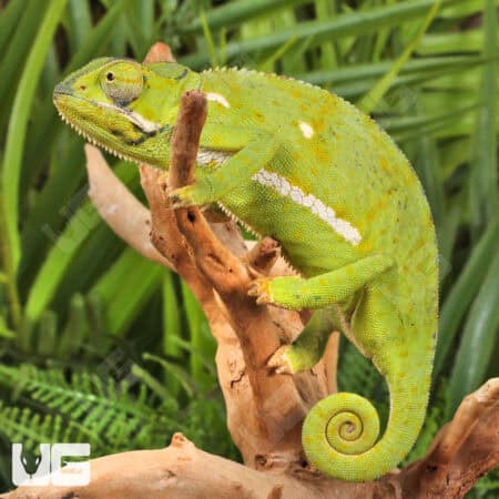 Flap-Necked Chameleons (Chamaeleo dilepis) For Sale - Underground Reptiles