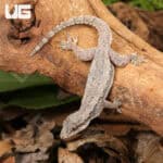 Flat Tailed House Gecko (Hemidactylus platyurus) for sale - Underground Reptiles