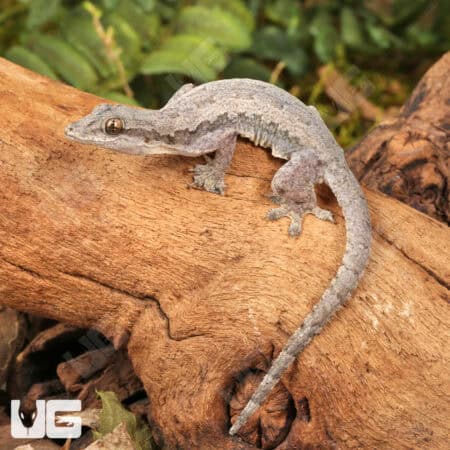 Flat Tailed House Gecko (Hemidactylus platyurus) for sale - Underground Reptiles