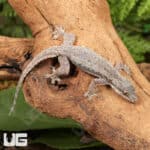 Flat Tailed House Gecko (Hemidactylus platyurus) for sale - Underground Reptiles