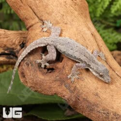 Flat Tailed House Gecko (Hemidactylus platyurus) for sale - Underground Reptiles