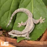 Flat Tailed House Gecko (Hemidactylus platyurus) for sale - Underground Reptiles
