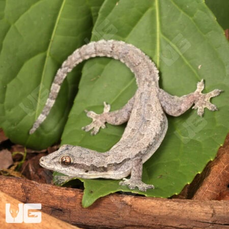 Flat Tailed House Gecko (Hemidactylus platyurus) for sale - Underground Reptiles