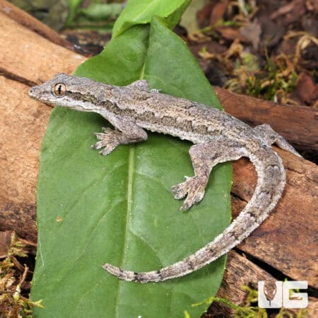 Four-Clawed Gecko (Gehyra mutilata) for sale - Underground Reptiles