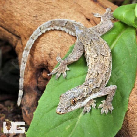 Four-Clawed Gecko (Gehyra mutilata) for sale - Underground Reptiles