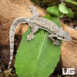 Four-Clawed Gecko (Gehyra mutilata) for sale - Underground Reptiles