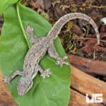 Four-Clawed Gecko (Gehyra mutilata) for sale - Underground Reptiles