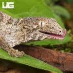 GTA x Mt Khogis (Dark Morph) Leachianus Geckos For Sale - Underground Reptiles