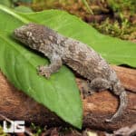 GTA x Mt Khogis (Dark Morph) Leachianus Geckos For Sale - Underground Reptiles