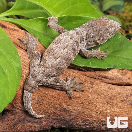 GTA x Mt Khogis (Dark Morph) Leachianus Geckos For Sale - Underground Reptiles