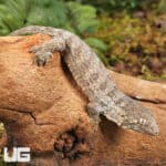 GTA x Mt Khogis (Dark Morph) Leachianus Geckos For Sale - Underground Reptiles