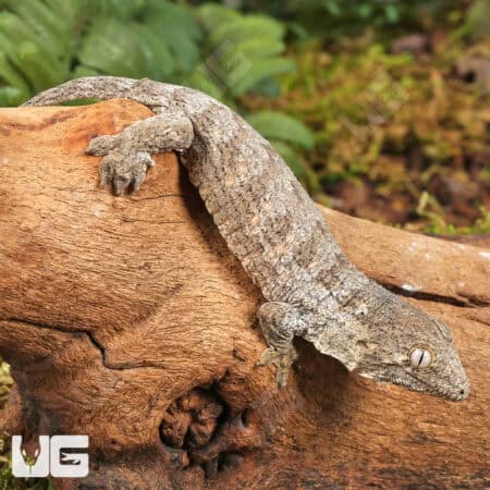 GTA x Mt Khogis (Dark Morph) Leachianus Geckos For Sale - Underground Reptiles