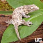 Baby Gran Terre x Nu Ami Leachianus Geckos For Sale - Underground Reptiles
