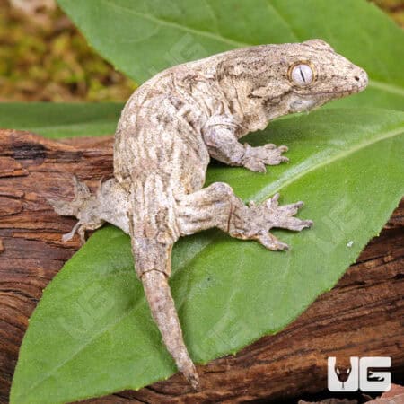 Baby Gran Terre x Nu Ami Leachianus Geckos For Sale - Underground Reptiles