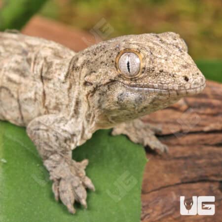 Baby Gran Terre x Nu Ami Leachianus Geckos For Sale - Underground Reptiles