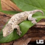 Baby Gran Terre x Nu Ami Leachianus Geckos For Sale - Underground Reptiles