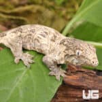 Baby Gran Terre x Nu Ami Leachianus Geckos For Sale - Underground Reptiles