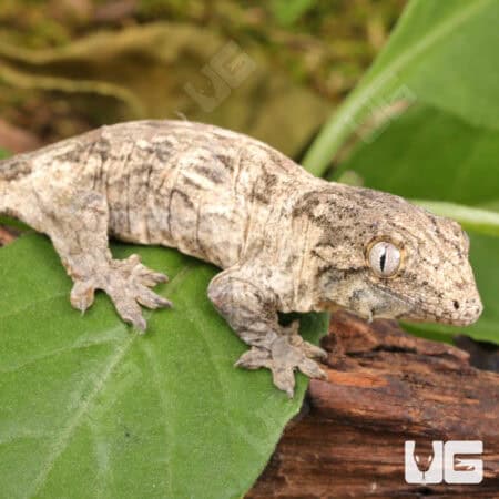 Baby Gran Terre x Nu Ami Leachianus Geckos For Sale - Underground Reptiles