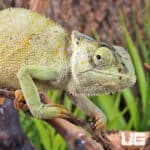 Graceful Chameleons For Sale - Underground Reptiles