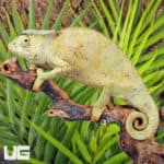 Graceful Chameleons For Sale - Underground Reptiles