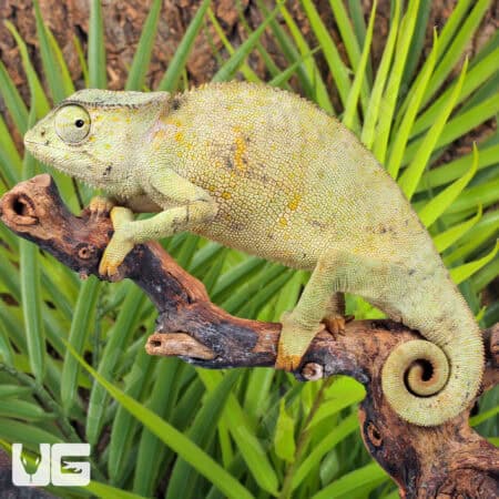 Graceful Chameleons For Sale - Underground Reptiles