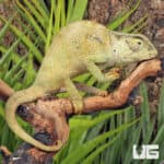 Graceful Chameleons For Sale - Underground Reptiles