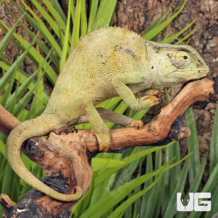 Graceful Chameleons For Sale - Underground Reptiles