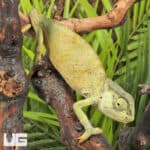 Graceful Chameleons For Sale - Underground Reptiles