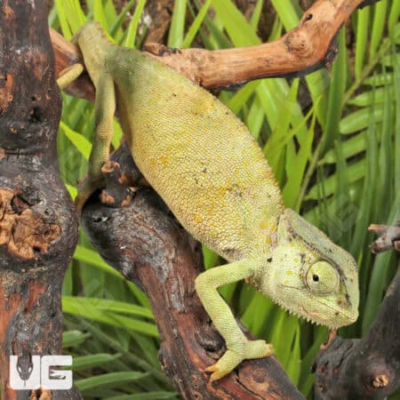 Graceful Chameleons For Sale - Underground Reptiles