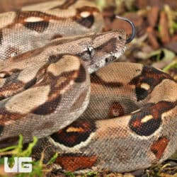 Baby Het Scoria Boa For Sale - Underground Reptiles