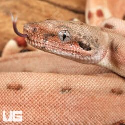 Baby Hypo Aby Scoria Boa For Sale - Underground Reptiles
