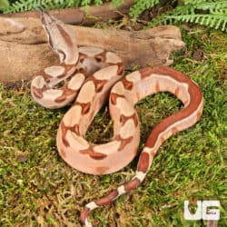 Baby Hypo Salmon Aby Het Scoria Boa For Sale - Underground Reptiles