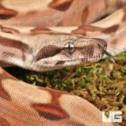 Baby Hypo Salmon Aby Het Scoria Boa For Sale - Underground Reptiles