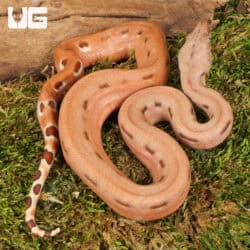 Baby Hypo Salmon Aby Scoria Boa For Sale - Underground Reptiles