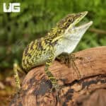 Indonesian False Bloodsucker Lizard (Pseudocalotes tympanistriga) For Sale - Underground Reptiles