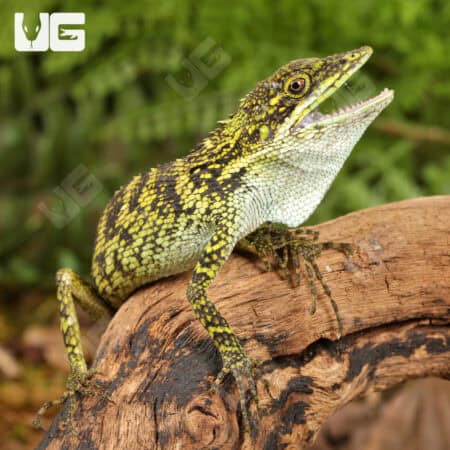 Indonesian False Bloodsucker Lizard (Pseudocalotes tympanistriga) For Sale - Underground Reptiles