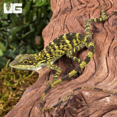 Indonesian False Bloodsucker Lizard (Pseudocalotes tympanistriga) For Sale - Underground Reptiles