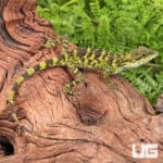 Indonesian False Bloodsucker Lizard (Pseudocalotes tympanistriga) For Sale - Underground Reptiles