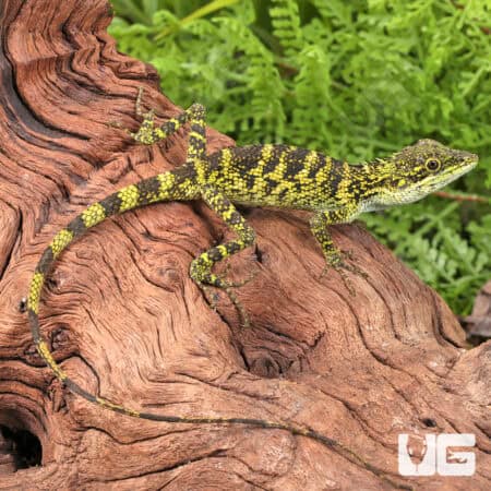 Indonesian False Bloodsucker Lizard (Pseudocalotes tympanistriga) For Sale - Underground Reptiles