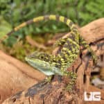 Indonesian False Bloodsucker Lizard (Pseudocalotes tympanistriga) For Sale - Underground Reptiles