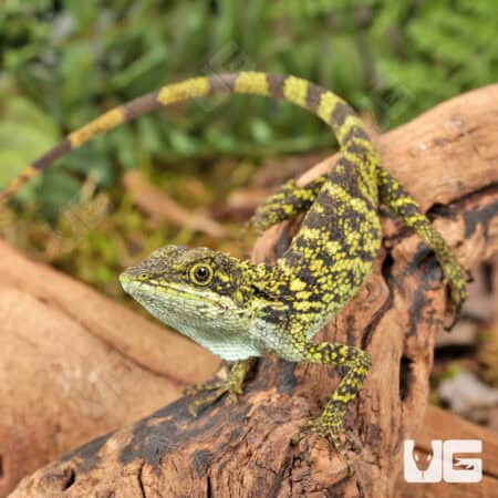 Indonesian False Bloodsucker Lizard (Pseudocalotes tympanistriga) For Sale - Underground Reptiles