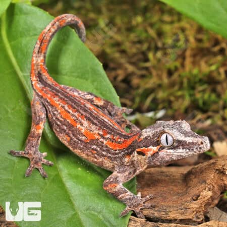 Juvenile Red Striped Gargoyle Gecko (Rhacodactylus auriculatus) For Sale - Underground Reptiles