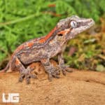 Juvenile Red Striped Gargoyle Gecko (Rhacodactylus auriculatus) For Sale - Underground Reptiles
