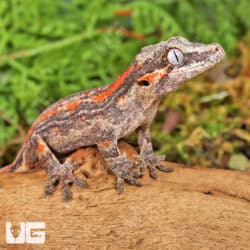 Juvenile Red Striped Gargoyle Gecko (Rhacodactylus auriculatus) For Sale - Underground Reptiles