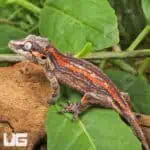 Juvenile Red Striped Gargoyle Gecko (Rhacodactylus auriculatus) For Sale - Underground Reptiles