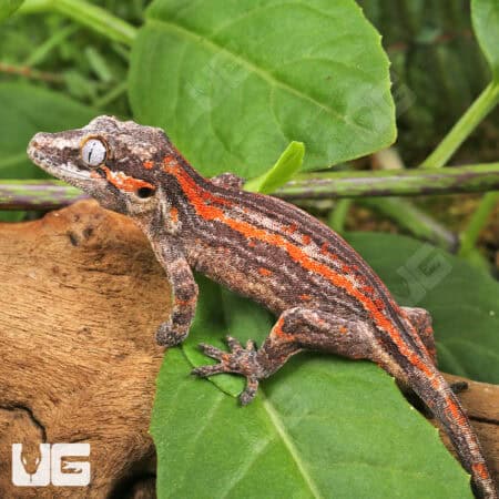 Juvenile Red Striped Gargoyle Gecko (Rhacodactylus auriculatus) For Sale - Underground Reptiles