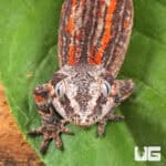 Juvenile Red Striped Gargoyle Gecko (Rhacodactylus auriculatus) For Sale - Underground Reptiles