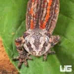 Juvenile Red Striped Gargoyle Gecko (Rhacodactylus auriculatus) For Sale - Underground Reptiles