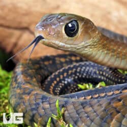 Greater Keeled Ratsnake For Sale - Underground Reptiles